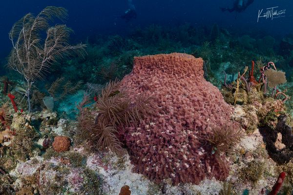 Snorkeling tour in Islamorada Florida Keys