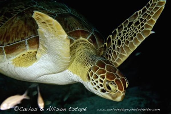 Every dive is a new journey.