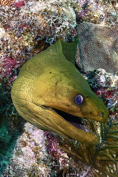 Snorkeling Islamorada on vibrant coral reefs