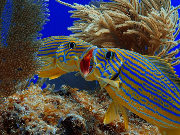 Islamorada’s beauty lies underwater