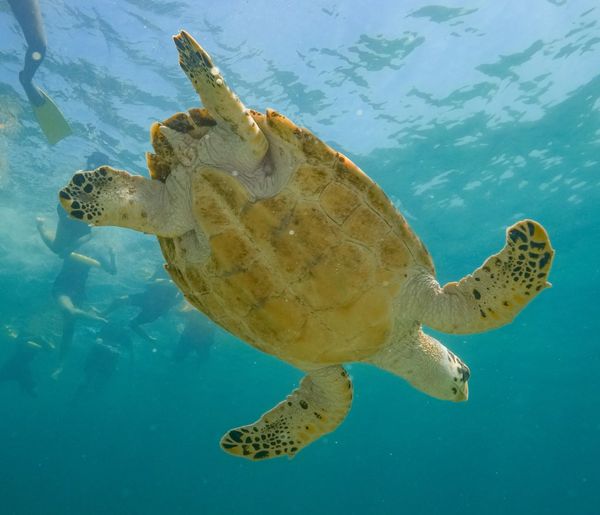Deep blue adventures await.