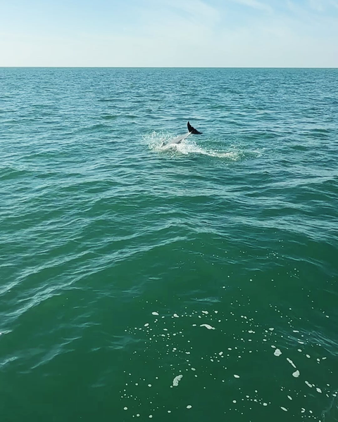 View of Flippers Fun Boat and dolphins in Clearwater Beach waters.