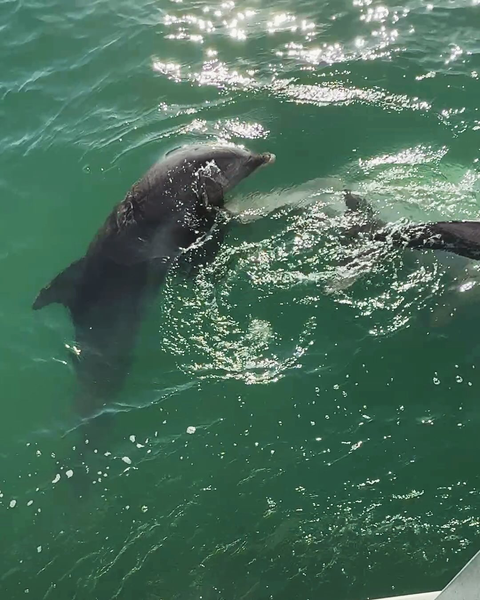 Family capturing memories on a Clearwater Beach dolphin sightseeing boat tour.