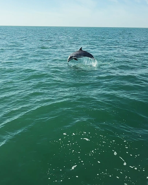 Spotting dolphins during a Clearwater Beach family dolphin tour.