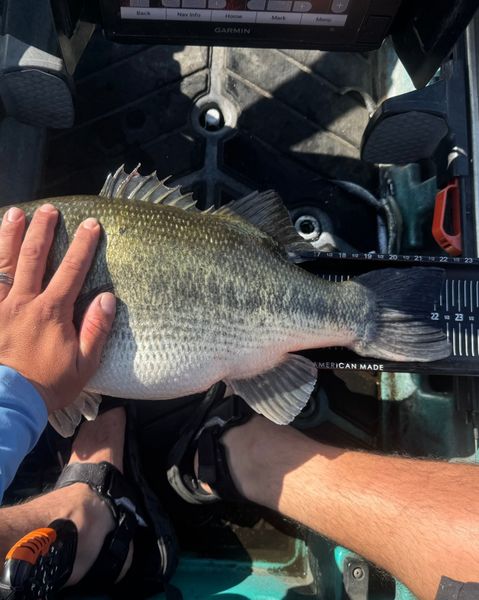 Heavy crappie catch on freshwater fishing trip