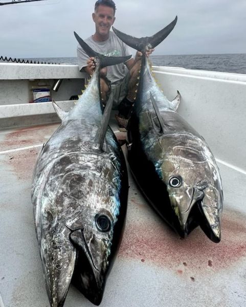 Solid yellowfin tuna catch on offshore fishing trip