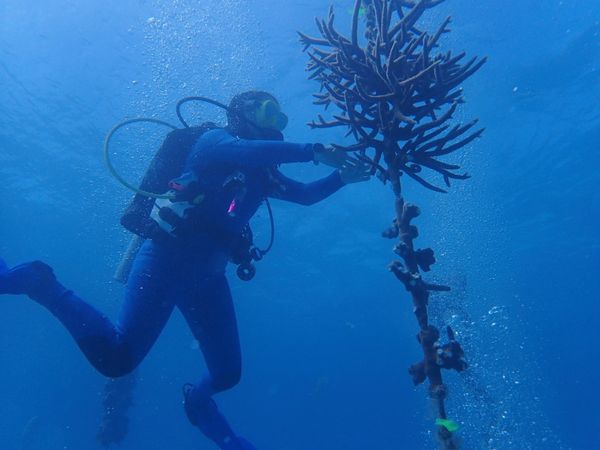Coral restoration efforts underway in Islamorada waters.