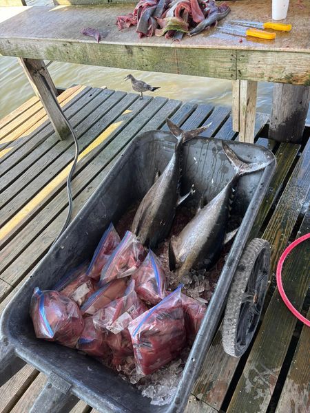 Fresh Tuna Meat! 