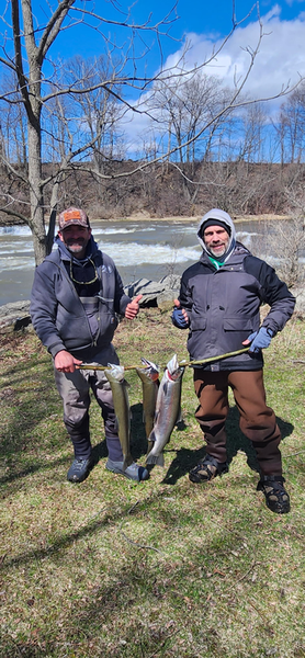 Fresh Coho Salmon caught in Evans Mills NY!