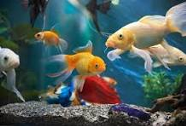 Vibrant California goldfish thriving in their decorated aquarium home.