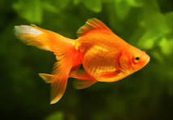 Vibrant California goldfish cruising through lush aquatic vegetation.