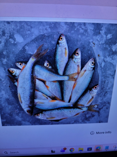 Fresh California catch ready in the cooler!