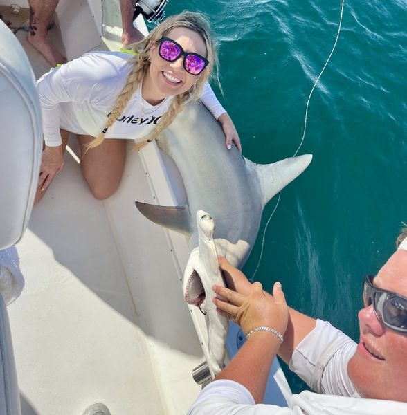 Hammer Time! Hammerhead Shark In Bonita Springs FL