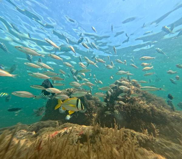 Vibrant marine life thrives around Boynton Beach coral formations.