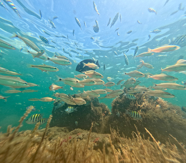 Vibrant Sergeant Major fish patrol the coral reefs of Boynton Beach!