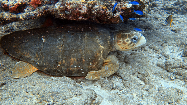Guided Boynton Beach scuba tour for beginners
