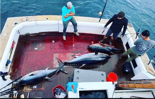 Creating memorable experiences on San Diego fishing trips and luxury charters