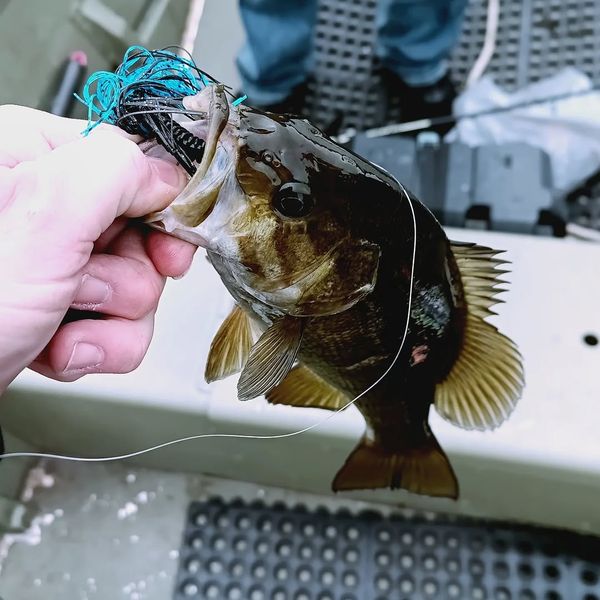 Nice bass catch in Lantz NS waters!