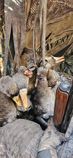 Top Duck Hunting In Arkansas