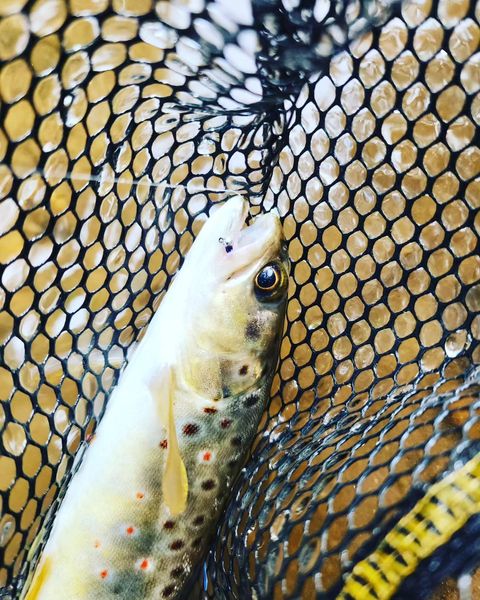 Fish on!