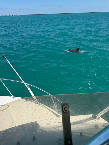 Bottlenose dolphin cruising the turquoise waters off Key Largo!