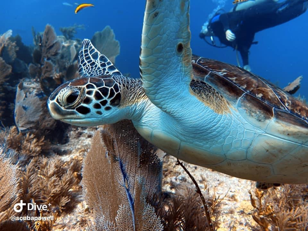 Green sea turtle glides through Key Largo's vibrant coral reef.