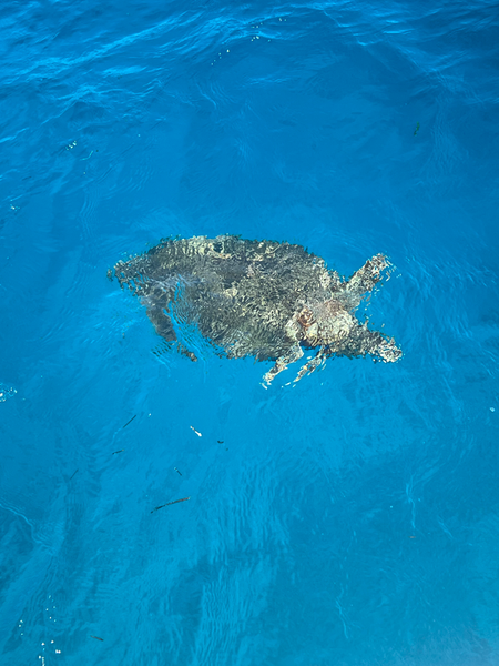 Green sea turtle gliding through Key Largo waters!