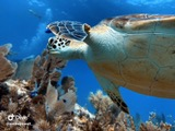 Green sea turtle glides through Key Largo's coral reef paradise.
