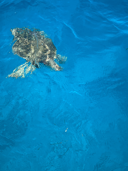 Green sea turtle glides through Key Largo's crystal waters.