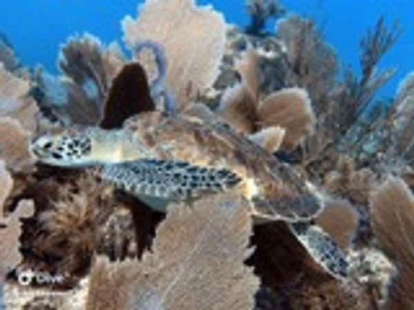 Green sea turtle glides through Key Largo's coral paradise.