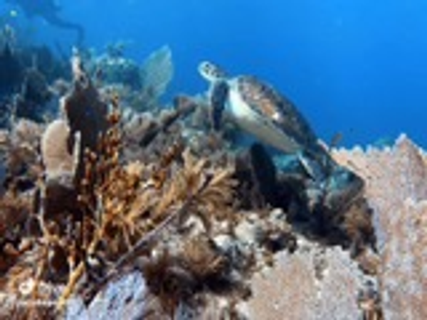 Vibrant coral reef diving paradise in Key Largo waters!