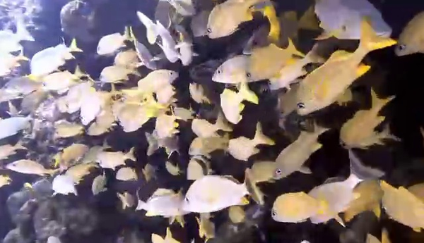 Incredible fish school encountered while diving Key Largo reefs!