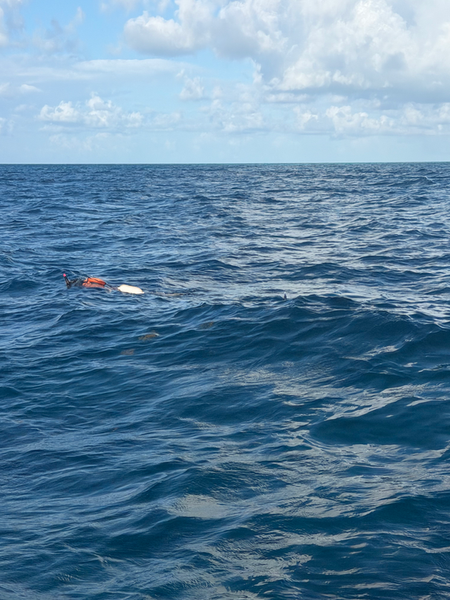 Deep blue waters of Key Largo offer perfect swimming conditions.