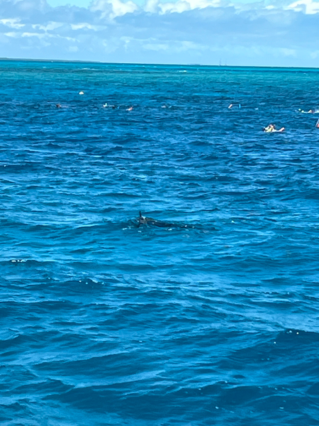 Perfect swimming conditions in Key Largo's crystal blue waters!