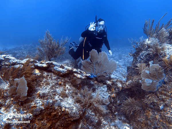 Exploring vibrant coral reefs in Key Largo's crystal waters!
