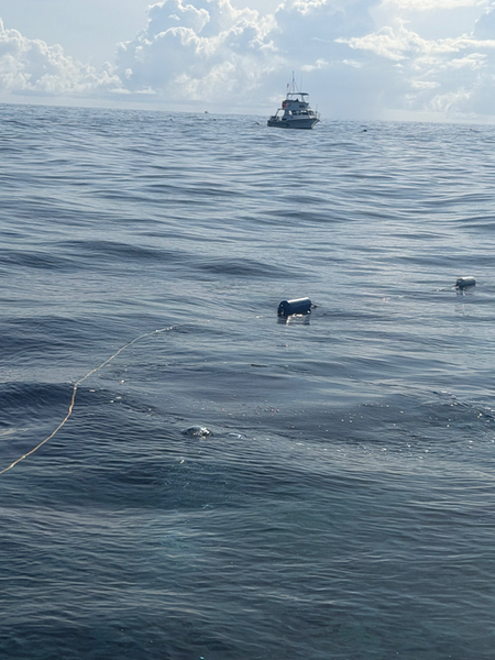 Seals cruise the waters around Key Largo fishing grounds.