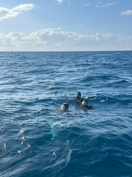 Seals gliding through crystal blue waters off Key Largo!