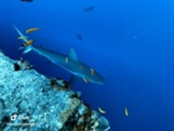 Sharks gliding over vibrant coral reef in Key Largo waters.