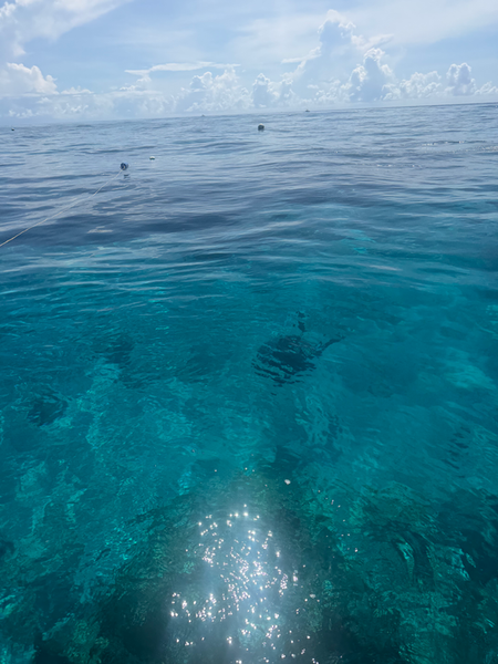 Incredible whale encounter while fishing in Key Largo waters!