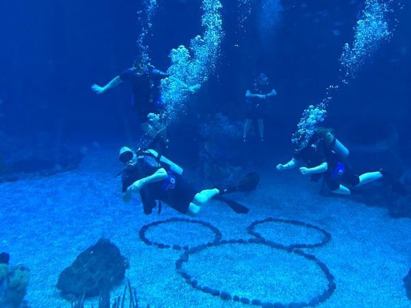 Discovering underwater wonders in Coral Springs Florida waters!