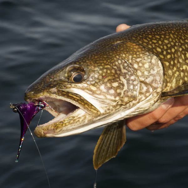 Catch, release, repeat.