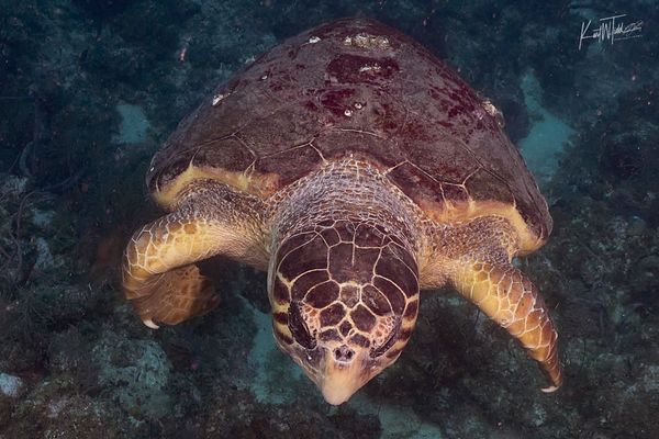 Key Dives-galleryimage-1