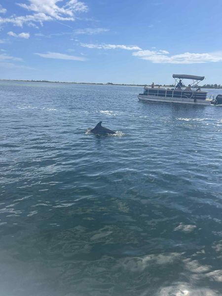 Amazing dolphin encounter during Fort Walton Beach tour!