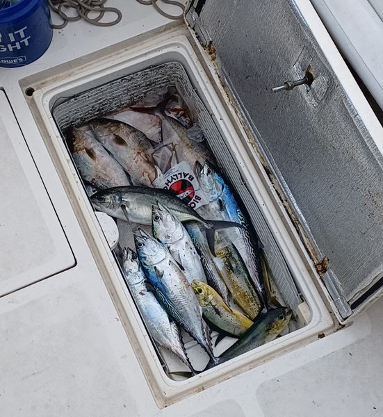 Little Tunny and mixed species filling up the cooler!