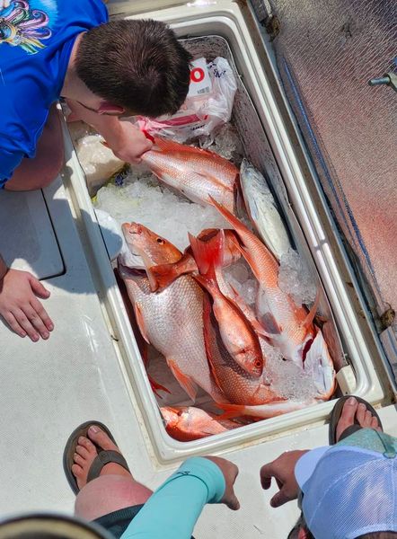 Red snapper filling up the cooler on today's charter!