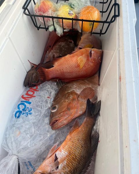 Grey snapper and red grouper filling the cooler!