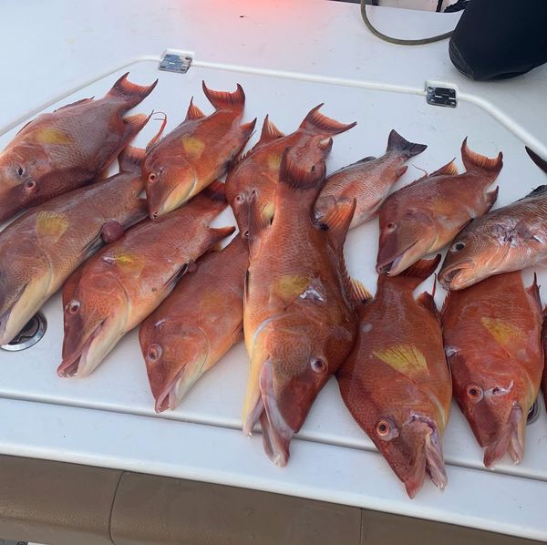Excellent hogfish and red snapper catch in Ocala!