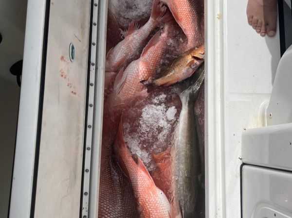 Red and grey snapper success in Ocala Florida!