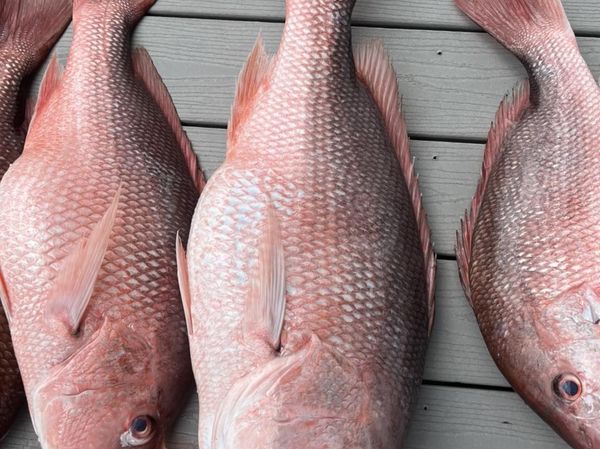 Beautiful red snapper trio from Ocala FL waters!