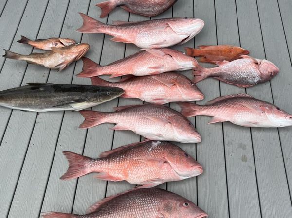 Red snapper, cobia, and grouper from Ocala waters!